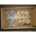 Black Garlic Healthy Food In Vacuum Bag